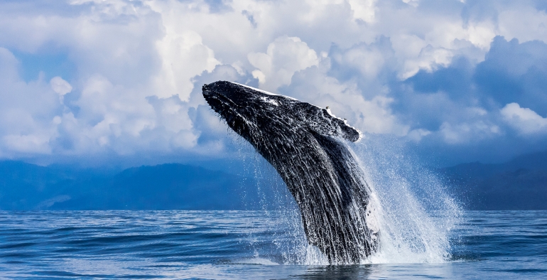 12 Tage Costa Rica Unterwasser, Landschaft & Tierwelt Fotografie Abenteuer
