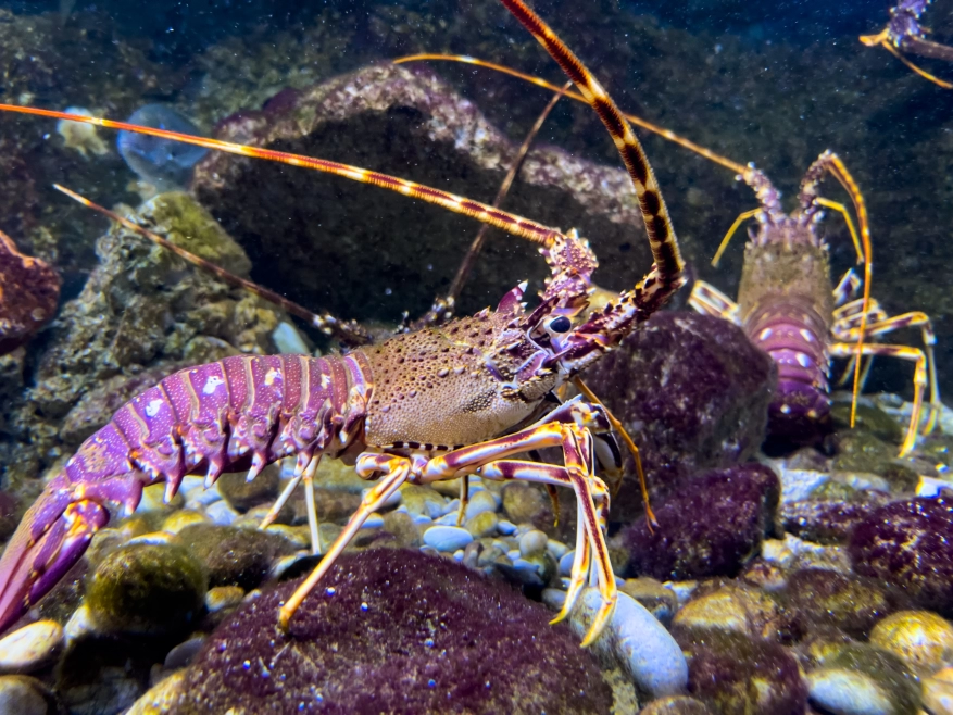 Costa Rican waters are home to the colorful Spiny Lobster!