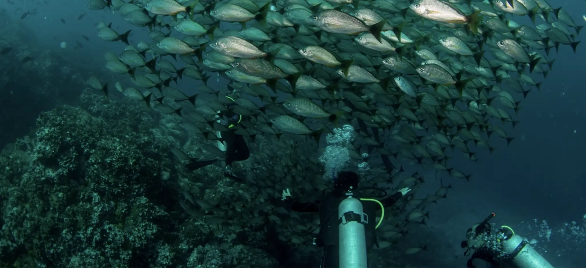 Dive safely and confidently with the right tips!