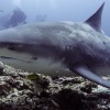 2 Tank Dive to Bat Islands