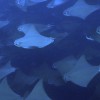 2 Tank Dive to Bat Islands