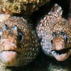 2 Tank Dive - Papagayo Area