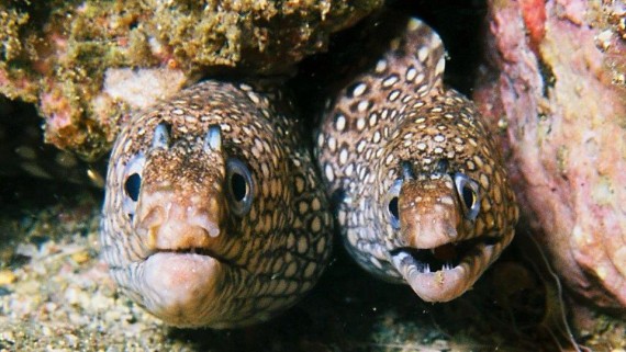 2 Tank Dive - Papagayo Area