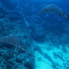2 Tank Dive - Papagayo Area