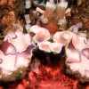 2 Tank Dive - Papagayo Area