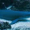 2 Tank Dive - Papagayo Area