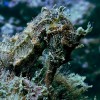 2 Tank Dive - Papagayo Area