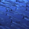 2 Tank Dive – Flamingo, Conchal