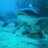 2 Tank Dive – Flamingo, Conchal