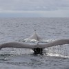 2 Tank Dive – Flamingo, Conchal
