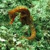 2 Tank Dive to Catalina Island