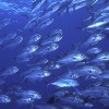 2 Tank Dive to Catalina Island