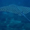 2 Tank Dive to Catalina Island