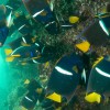 2 Tank Dive to Catalina Island