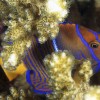 2 Tank Dive - Dreams Las Mareas