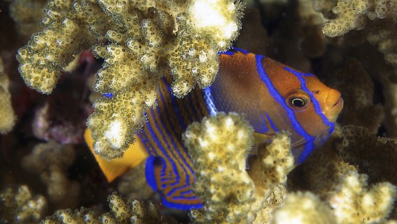 2 Tank Dive - Dreams Las Mareas