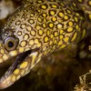 2 Tank Dive - Dreams Las Mareas