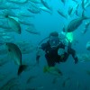 2 Tank Dive - Dreams Las Mareas