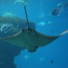 2 Tank Dive - Dreams Las Mareas