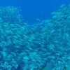 2 Tank Dive - Dreams Las Mareas