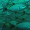 2 Tank Dive - Tamarindo