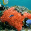 2 Tank Dive - Tamarindo