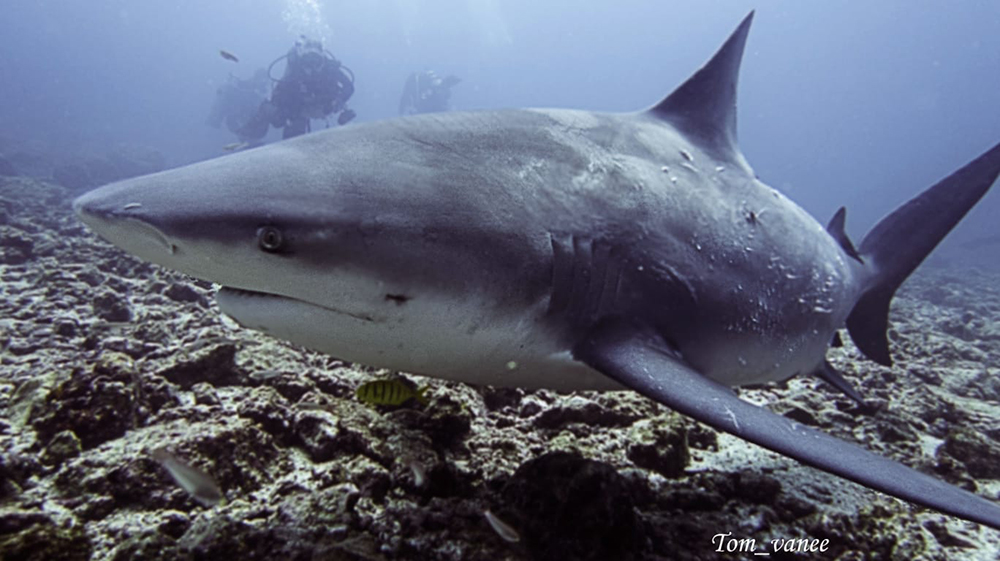 Dive with bull sharks: a major highlight for most divers at Bat Island.