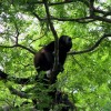 Tempisque River Wildlife Boat Tour