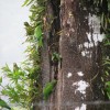 Tempisque River Wildlife Boat Tour