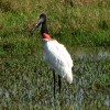 Tempisque River Wildlife Boat Tour