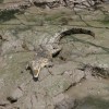 Tempisque River Wildlife Boat Tour