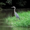 Tempisque River Wildlife Boat Tour