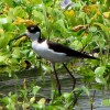 Tempisque River Wildlife Boat Tour