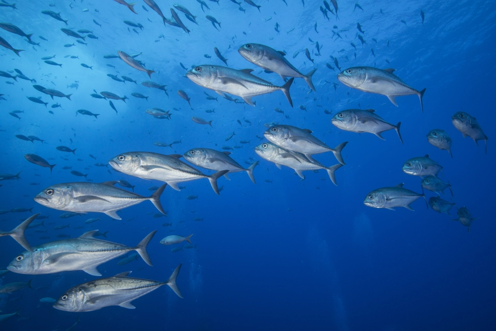 Swim alongside the impressive Big Eye Jack schools on your next underwater adventure!