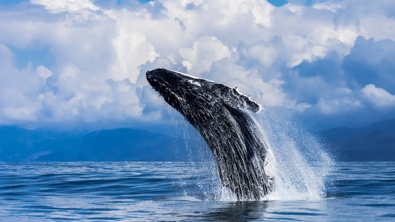 12 Day Costa Rica Underwater Landscape & Wildlife Photo Adventure