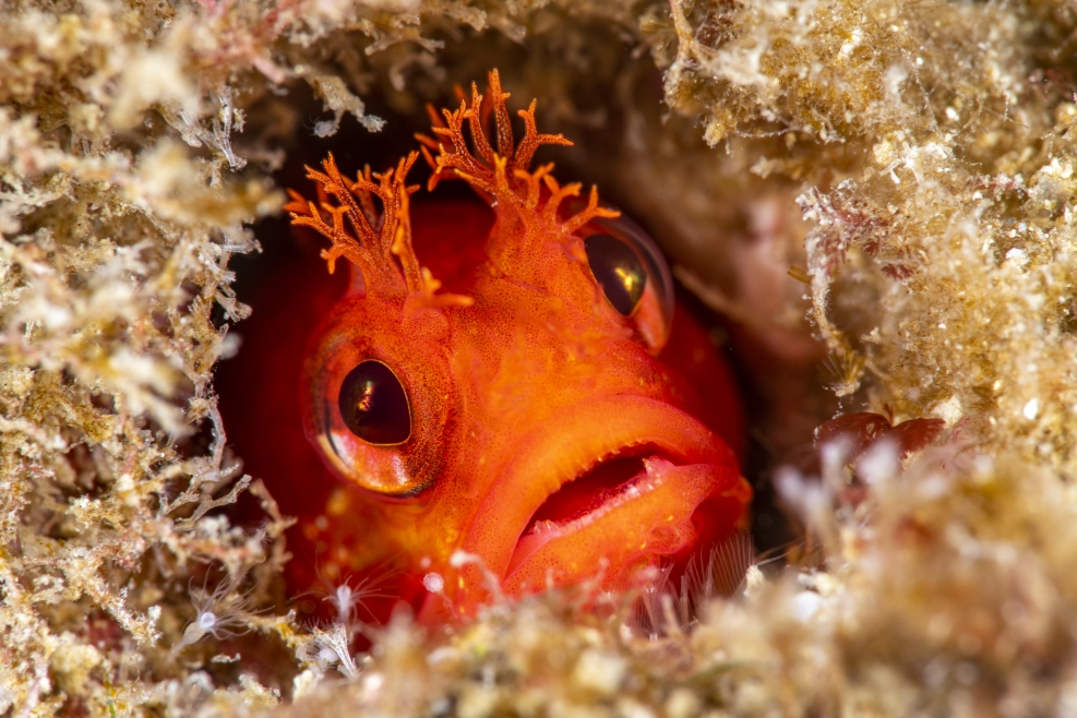 Explore Costa Rica's vibrant marine life and encounter fascinating blennies on your next scuba dive!