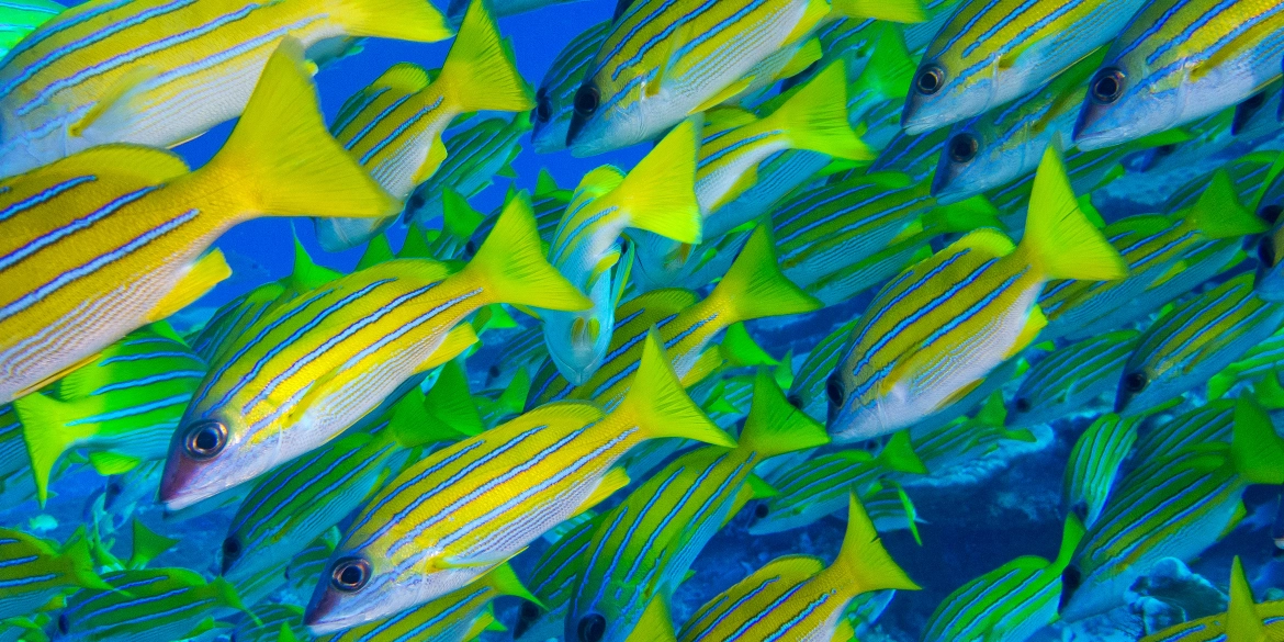 Dive into the natural world undersea in Costa Rica and witness the stunning beauty of the Blue & Gold Snapper!