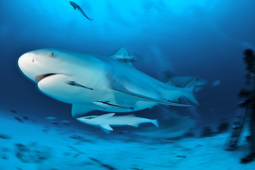 Embark on an unforgettable diving adventure and come face-to-face with the formidable Bull Sharks!