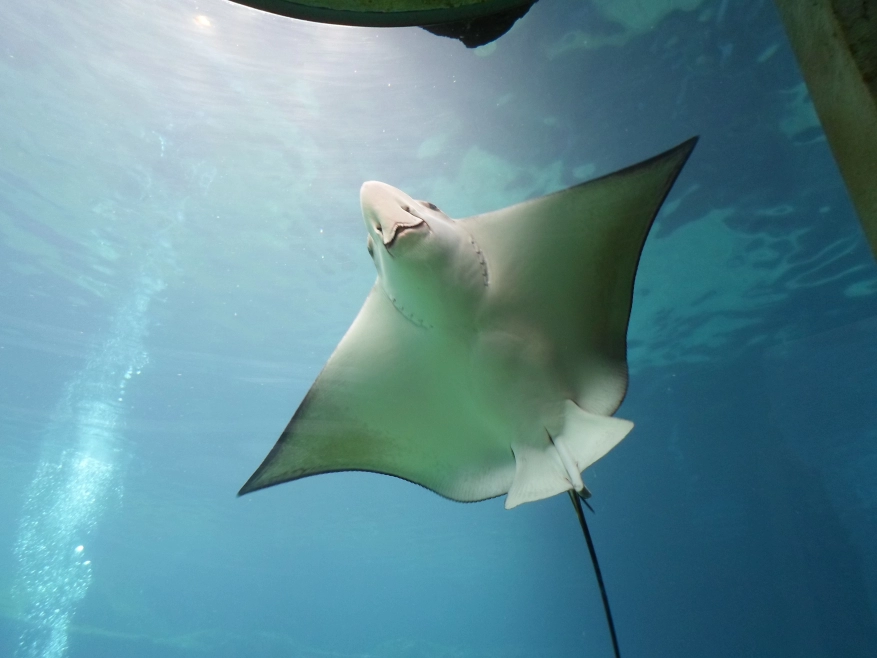Experience the thrill of swimming with cownose rays!