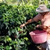 Doka coffee tour
