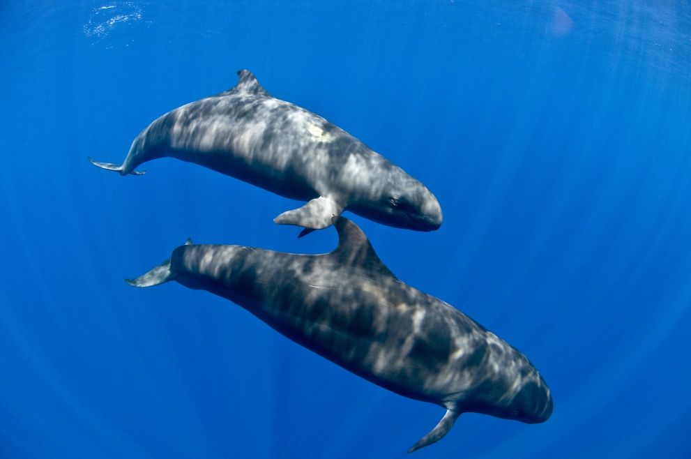 Witness the majestic False Killer Whales on an unforgettable underwater journey!