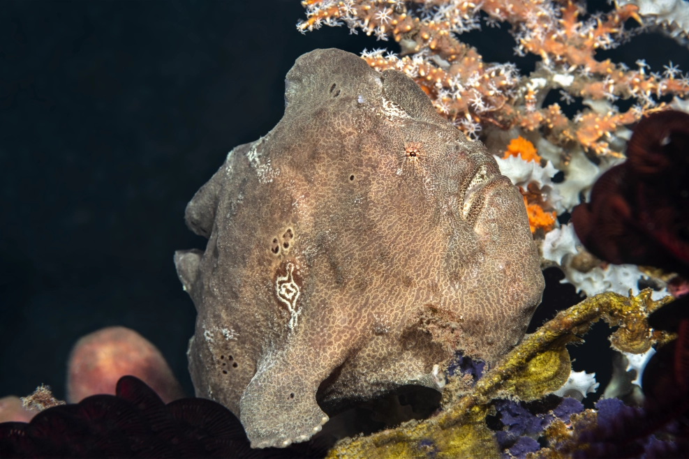 Scuba dive into Costa Rica's underwater wonders and spot the exotic Frogfish!
