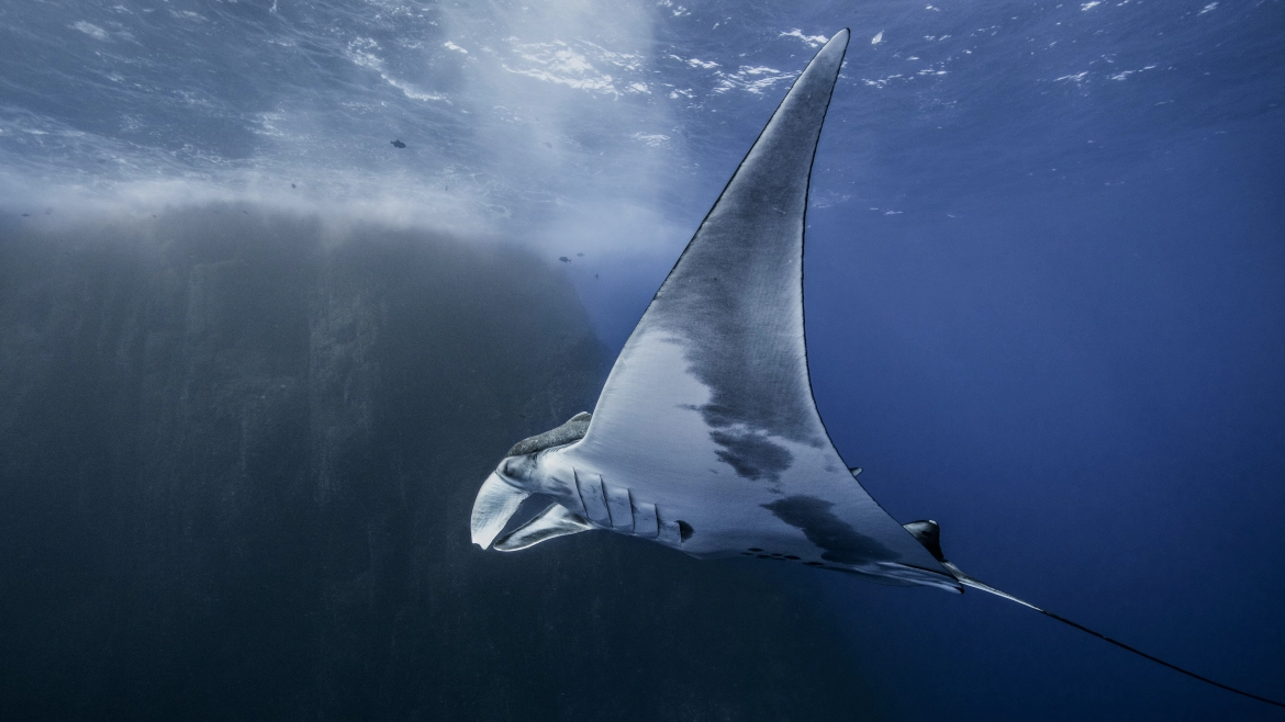 Join us for an extraordinary dive and meet the magnificent Giant Pacific Manta Ray!