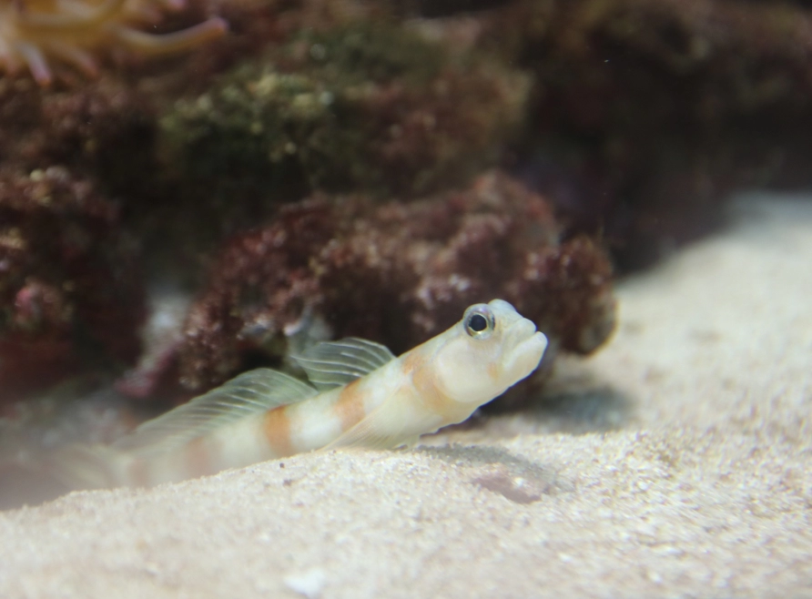 Get a glimpse of the elusive goby as you explore Costa Rica's vibrant underwater landscapes!