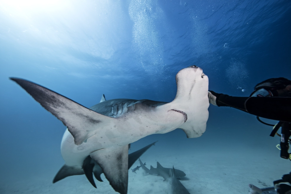 Costa Rican waters are home to this iconic hammerhead shark species.