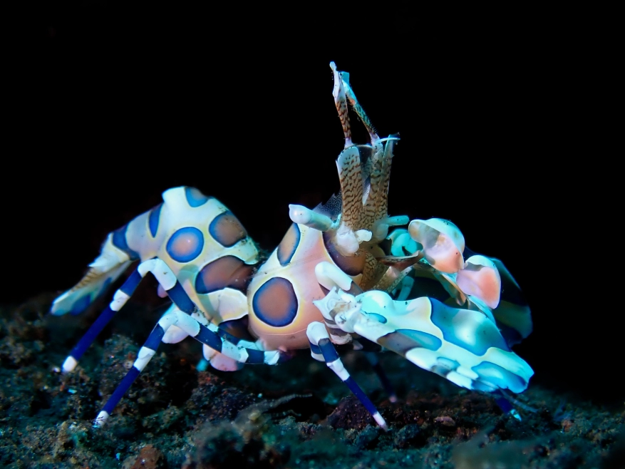 Scuba dive on the north Pacific Coast of Costa Rica and see the adorable Harlequin Clown Shrimp!