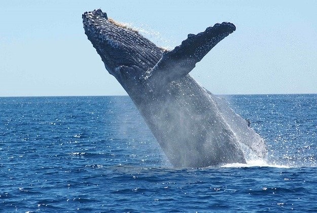 The Humpback Whales are coming to Costa Rica!