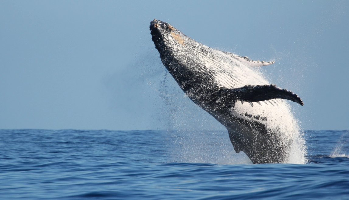 Let's dive in and see the majestic humpback whales!