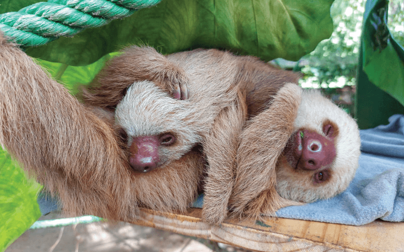 Visit Costa Rica with kids and meet amazing wildlife at the Jaguar Rescue Center!