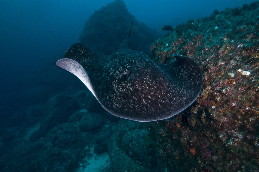 Embark on an underwater journey and be captivated by the unique beauty of marble rays, a hidden treasure of the sea!